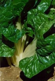 Swiss Chard Verde A Costa Larga Argentata