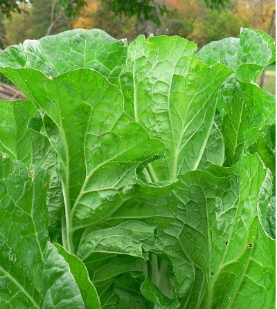 Chinese Cabbage, Napa, Michihli, Wong Bok Blues