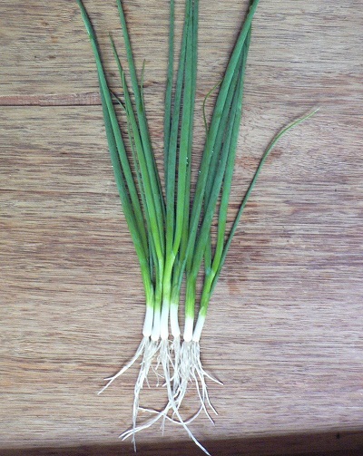 Allium, Bunching Onion Tokyo Long White