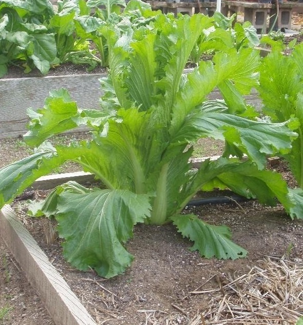 Chinese Cabbage, Napa, Michihli, Wong Bok Michihili Jade Pagoda