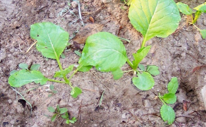 Mustard Spinach, Komatsuna Savanna