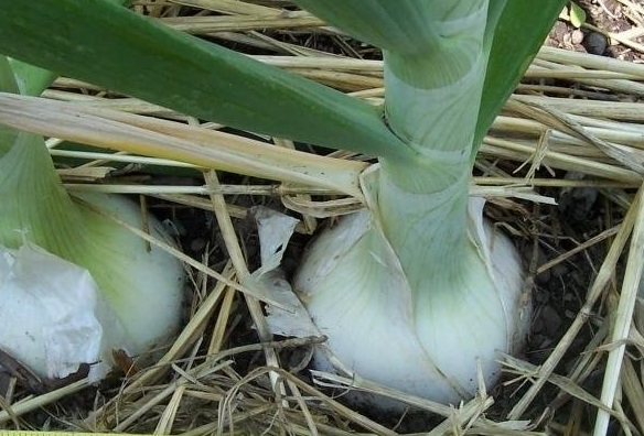 Allium, Garden Onion, Edible Onion, White Onion Ringmaster