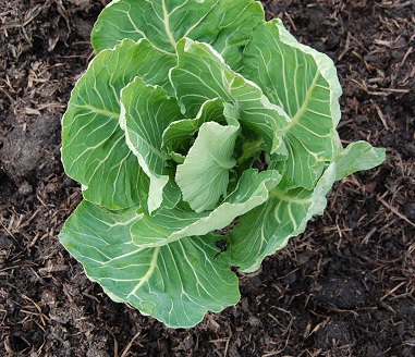 Kale, Collard, Cole Champion