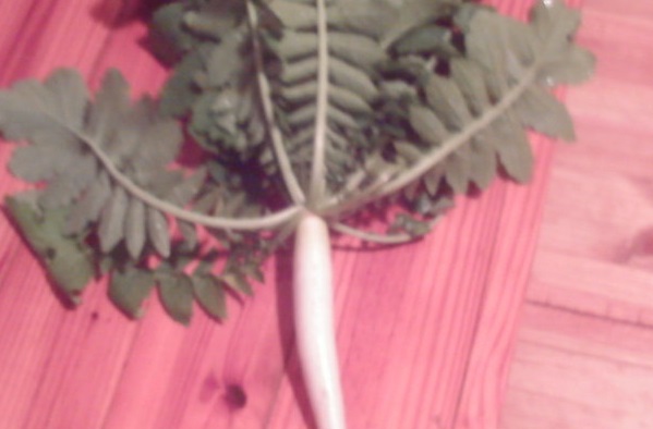 Oriental Radish, Daikon Radish Tokinashi