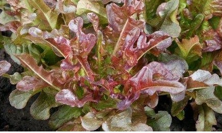 Lettuce, Loose Leaf Lettuce Bronze Arrow