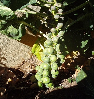 Brussels Sprouts Oliver