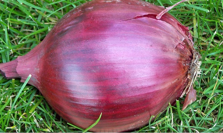 Allium, Garden Onion, Edible Onion, Red Onion Red Zeppelin