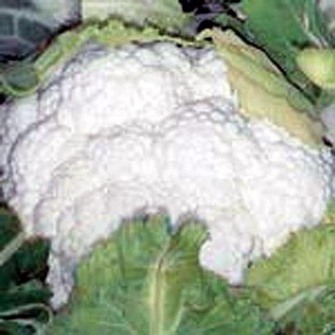 Cauliflower Avalanche