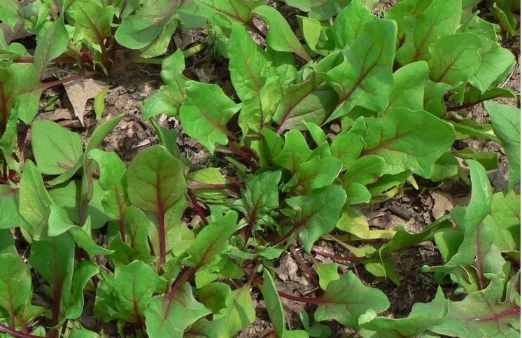 Spinacia, Spinach Bordeaux