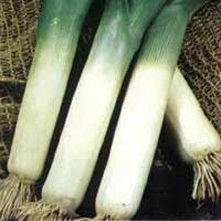 Allium, Leek, Garden Leek Large Long Summer