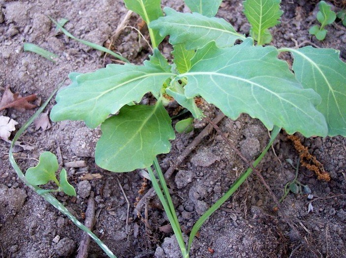 Kohlrabi Quickstar