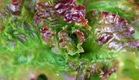Lettuce, Head Rossa of Trento