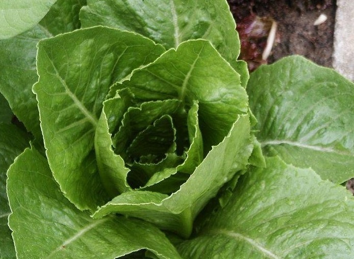Lettuce, Cos Lettuce Verde Degli Ortolani