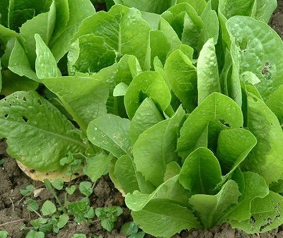 Lettuce, Cos Lettuce Lobjoits