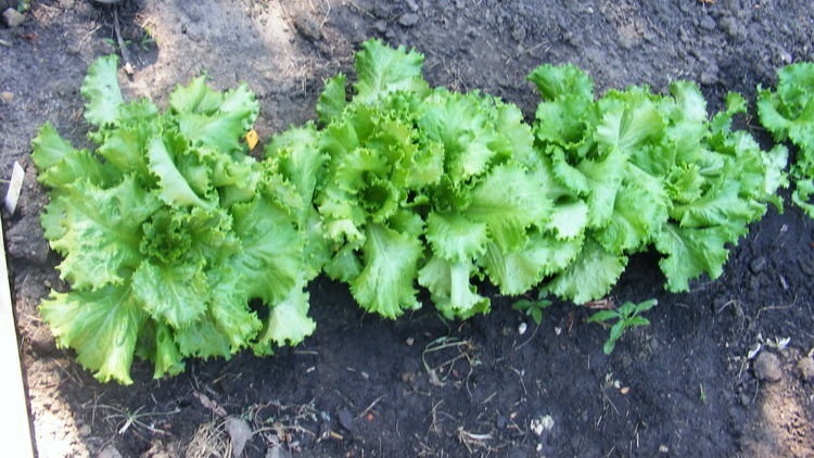 Lettuce, Loose Leaf Lettuce Tropicana