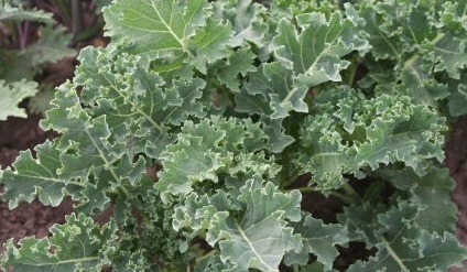Kale Dwarf Blue Curled Scotch