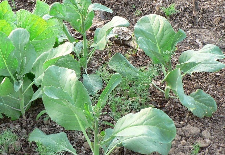 Chinese Kale