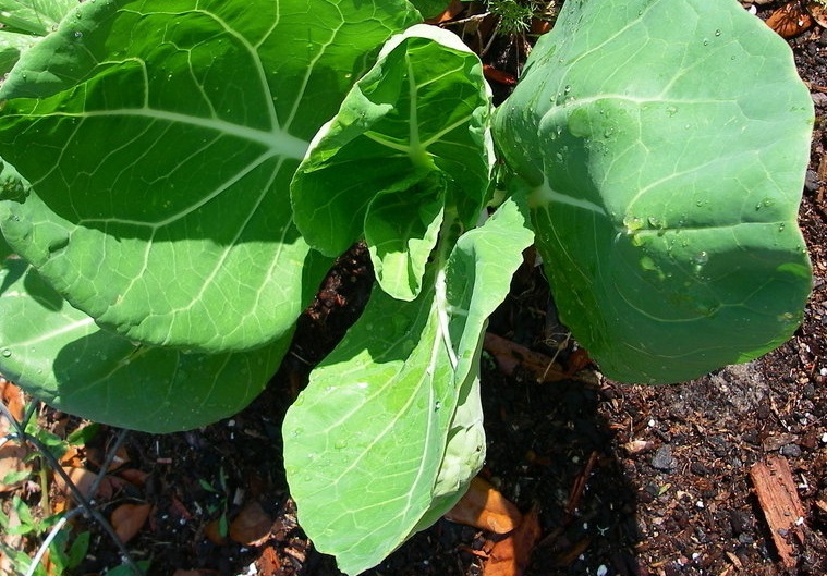 Couve Tronchuda, Portuguese Kale