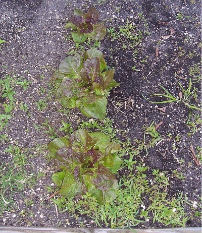 Lettuce, Butterhead Lettuce Goose