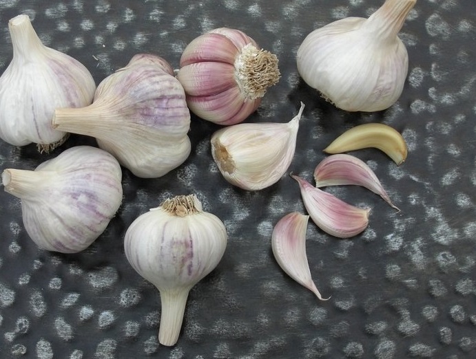 Allium, Soft Neck Creole Garlic Ajo Rojo