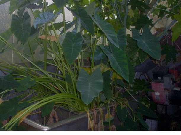 Colocasia, Elephant Ear, Taro Aweu