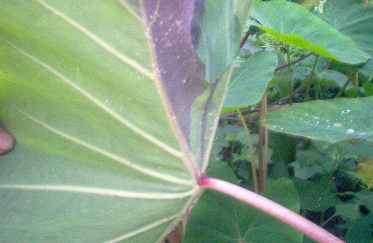 Colocasia, Elephant Ear, Taro Uahiapele