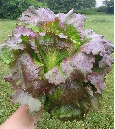 Lettuce, Crisphead Lettuce Red Iceberg