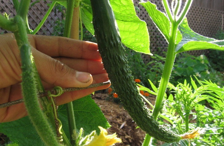 Cucumber Japanese Long