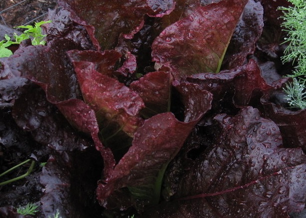 Lettuce, Romaine Lettuce Annapolis