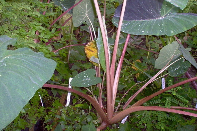 Colocasia, Elephant Ear, Taro Pink Stem