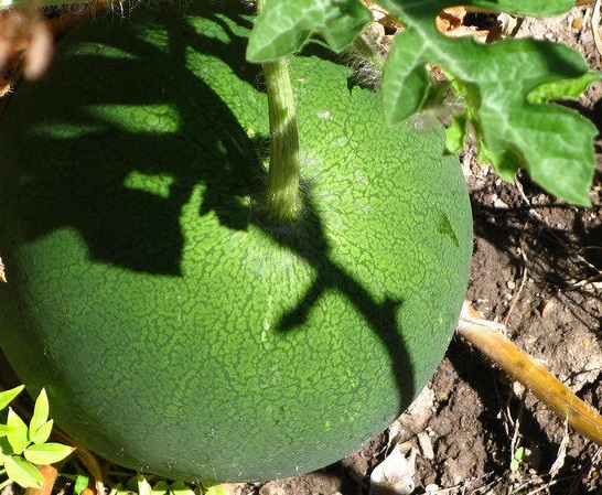 Watermelon Snack Pack