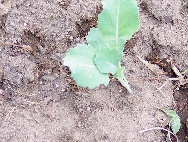 Brassica, Broccoli Blue Wind