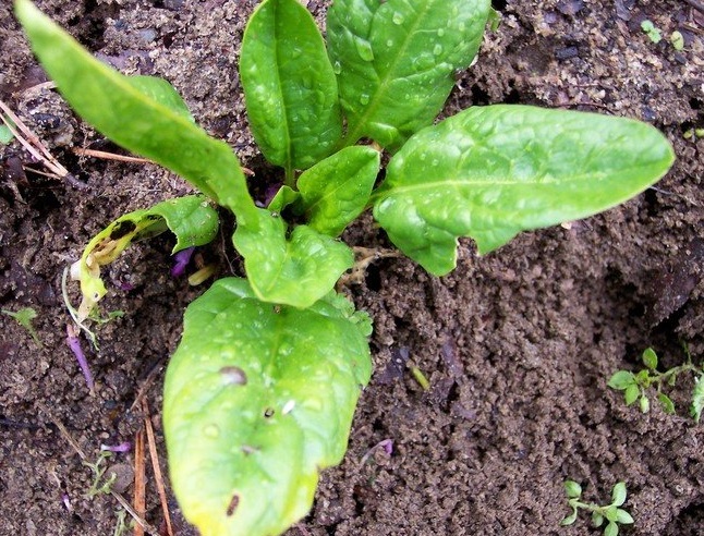 Spinach Big Ruffles