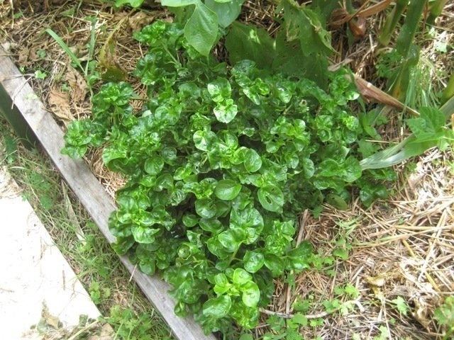 Alternanthera Species, Brazilian Spinach, Samba Lettuce, Sissoo Spinach