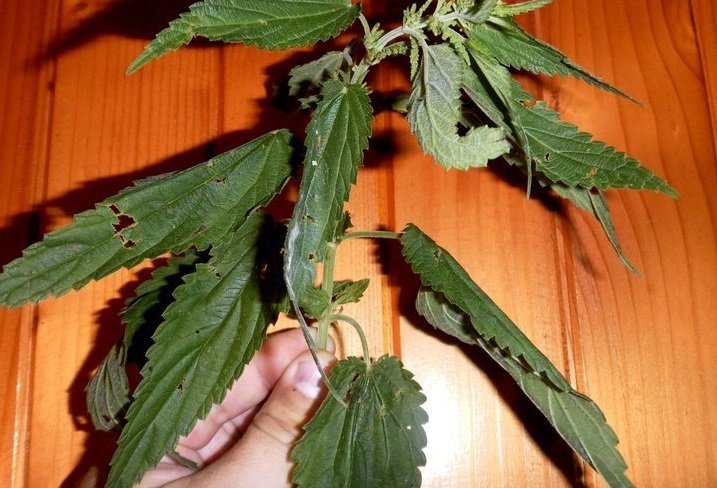 Fen Nettle, Stingless Nettle