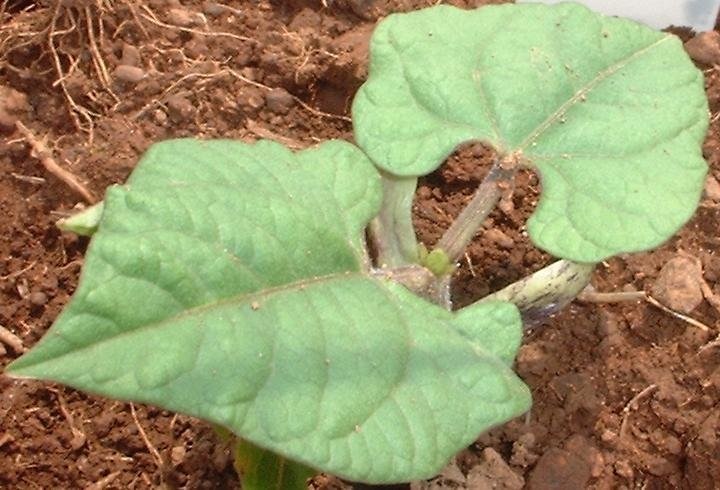 Common Bean, Green Bean