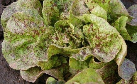 Lettuce, Loose Leaf Lettuce Speckled