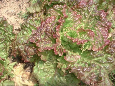 Lettuce, Loose Leaf Lettuce Drunken Woman