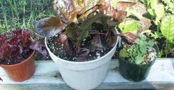 Lettuce, Romaine Lettuce Seville
