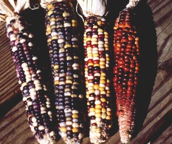 Flour Corn Anasazi Flour