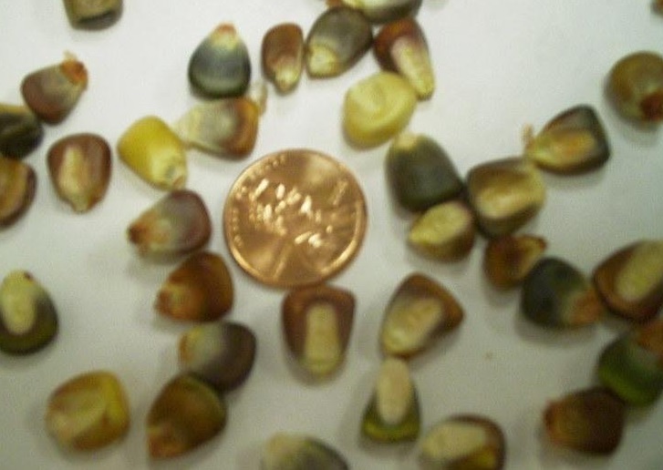 Flour Corn Earth Tones Ornamental