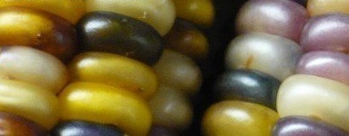 Flour Corn Iroquois Calico