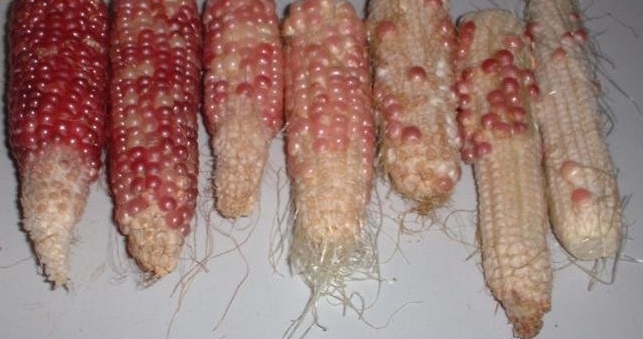 Popcorn Pink
