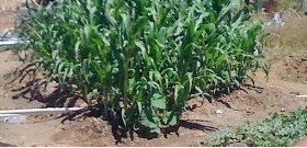 Sweet Corn Anasazi