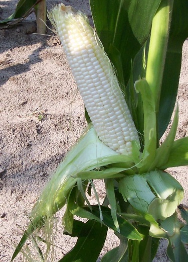 Sweet Corn Silver Princess