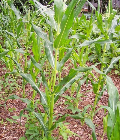Sweet Corn (Se) Lancelot