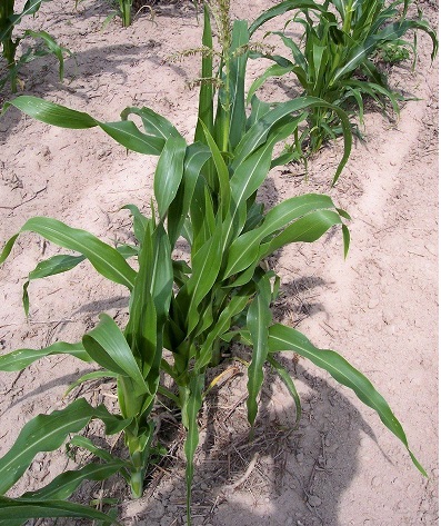 Sweet Corn (Se) Silver Choice