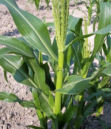 Sweet Corn (Se) Silver Knight