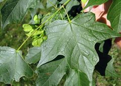Sugar Maple 'Legacy'