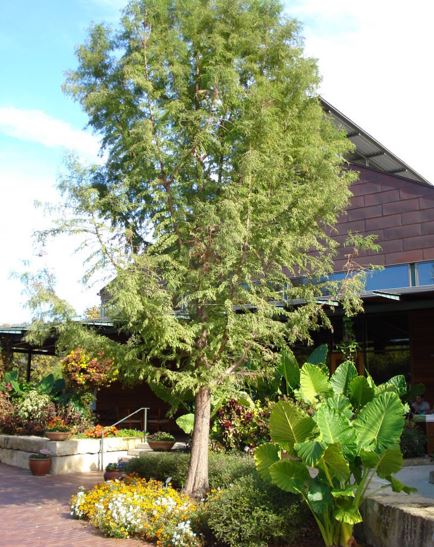 Taxodium, Swamp Cypress Nanjing Beauty